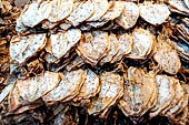 Bangkok - The dry fish market near Tha Thien pier. 